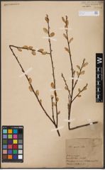 Foto von Salix aurita L.